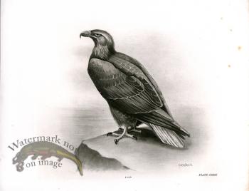 Bird 35 WHITE TAILED SEA EAGLE